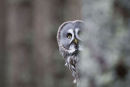 Great Grey Owl